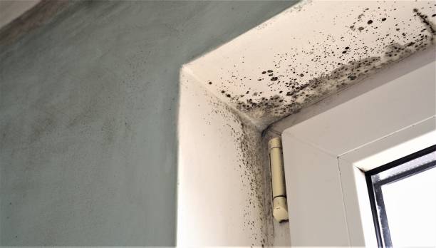 Best Post-Construction Mold Inspection  in Mclean, TX