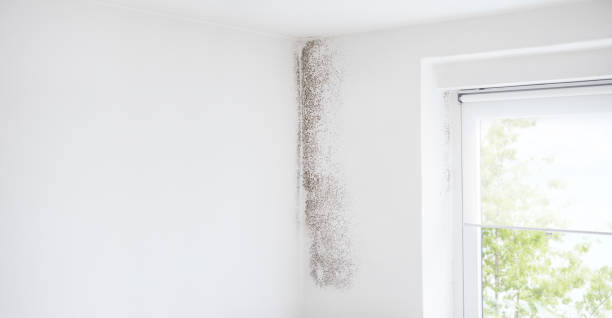 Best Crawl Space Mold Remediation  in Mclean, TX