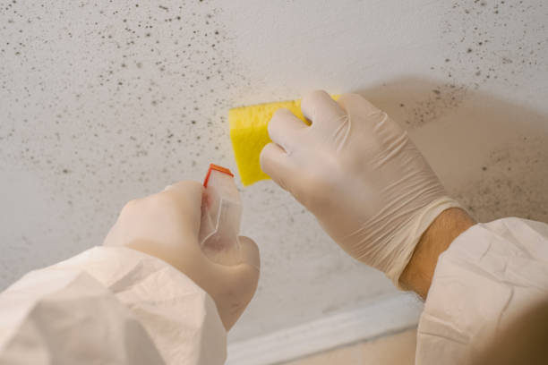 Professional Mold Removal in Mclean, TX